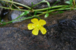 Iglasólja / Ranunculus flammula L.