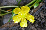 Iglasólja / Ranunculus flammula L.