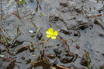 Tjarnarsólja / Ranunculus reptans L.