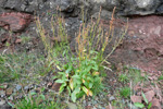 Leggsýra, sýruleggur, sýra Rumex acetosa L.