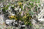 Pogonatum aloides