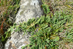 Fjallalitingarjavni / Diphasium alpinum