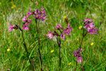 Reyðakkuleya / Lychnis flos-cuculi L.