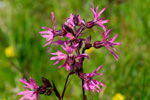 Reyðakkuleya / Lychnis flos-cuculi L.