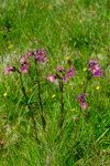 Reyðakkuleya / Lychnis flos-cuculi L.