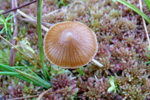 Soppur / Mushroom