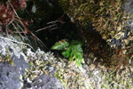 Svartur trøllakampur / Asplenium adiantum-nigrum L.