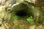 Strálhærdur trøllakampur / Asplenium trichomanes L.