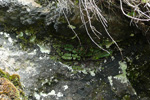 Strálhærdur trøllakampur / Asplenium trichomanes L.