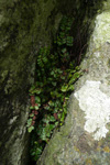 Strálhærdur trøllakampur / Asplenium trichomanes L.