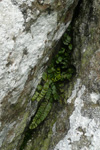 Strálhærdur trøllakampur / Asplenium trichomanes L.