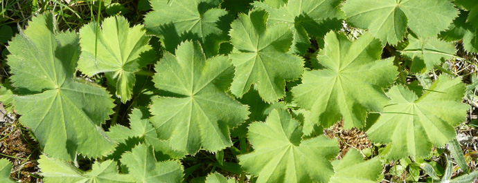 Garðaskøra / Alchemilla mollis (Buser) Rothm.