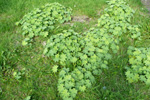 Garðaskøra / Alchemilla mollis (Buser) Rothm.