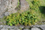 Garðaskøra / Alchemilla mollis (Buser) Rothm.