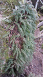 Søtur kumlakampur / Polypodium vulgare L.