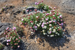 Mjátt sjógras / Armeria maritima & læknaeirisgras / Cochlearia officinalis, Sandoy