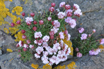 Mjátt sjógras / Armeria maritima, Sandoy