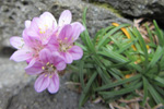 Mjátt sjógras / Armeria maritima, Sandoy