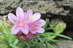 Mjátt sjógras / Armeria maritima, Sandoy