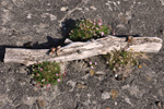 Mjátt sjógras / Armeria maritima, Sandoy