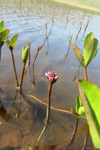 Tríblaðað bukkablað / Menyanthes trifoliata L.