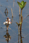 Tríblaðað bukkablað / Menyanthes trifoliata L.