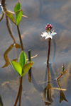 Tríblaðað bukkablað / Menyanthes trifoliata L.