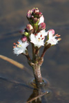 Tríblaðað bukkablað / Menyanthes trifoliata L.