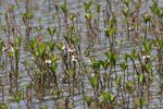 Tríblaðað bukkablað / Menyanthes trifoliata L.