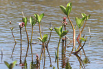 Tríblaðað bukkablað / Menyanthes trifoliata L.