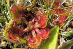 Rundblaðað sóldøgg / Drosera rotundifolia