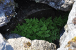 Trífingraður eikikampur (Gymnocarpium dryopteris (L.) Newman) (Dryopteris linnaeana C. Chr.; Lastrea dryopteris (L.) Bory; Thelypteris dryopteris (L.) Slosson