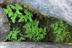 Trífingraður eikikampur (Gymnocarpium dryopteris (L.) Newman) (Dryopteris linnaeana C. Chr.; Lastrea dryopteris (L.) Bory; Thelypteris dryopteris (L.) Slosson