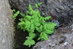 Trífingraður eikikampur (Gymnocarpium dryopteris (L.) Newman) (Dryopteris linnaeana C. Chr.; Lastrea dryopteris (L.) Bory; Thelypteris dryopteris (L.) Slosson