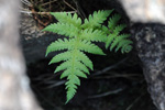 Tríhyrndur loðkampur (Phegopteris connectilis (Michx.) Watt) (Dryopteris phegopteris (L.) C. Chr., Lastrea Phegopteris (L.) Bory, Thelypteris phegopteris (L.) Slosson)