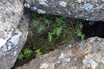 Tríhyrndur loðkampur (Phegopteris connectilis (Michx.) Watt) (Dryopteris phegopteris (L.) C. Chr., Lastrea Phegopteris (L.) Bory, Thelypteris phegopteris (L.) Slosson)