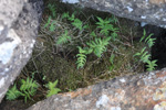 Tríhyrndur loðkampur (Phegopteris connectilis (Michx.) Watt) (Dryopteris phegopteris (L.) C. Chr., Lastrea Phegopteris (L.) Bory, Thelypteris phegopteris (L.) Slosson)