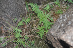 Tríhyrndur loðkampur (Phegopteris connectilis (Michx.) Watt) (Dryopteris phegopteris (L.) C. Chr., Lastrea Phegopteris (L.) Bory, Thelypteris phegopteris (L.) Slosson)