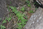 Tríhyrndur loðkampur (Phegopteris connectilis (Michx.) Watt) (Dryopteris phegopteris (L.) C. Chr., Lastrea Phegopteris (L.) Bory, Thelypteris phegopteris (L.) Slosson)