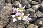 Læknaeirisgras / Cochlearia officinalis