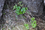 Klettarossaber / Rubus saxatilis L.