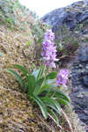 Kalmansbrkubndi / Orchis mascula (L.) 