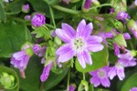 Garðalisa / Claytonia sibirica L.