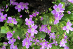 Garðalisa / Claytonia sibirica L.