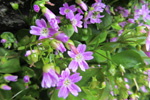 Garðalisa / Claytonia sibirica L.