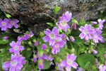 Garðalisa / Claytonia sibirica L.