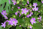 Garðalisa / Claytonia sibirica L.