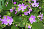 Garðalisa / Claytonia sibirica L.