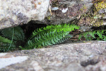 Hvassur skjaldarkampur / Polystichum lonchitis L. Roth