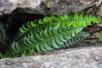 Hvassur skjaldarkampur / Polystichum lonchitis L. Roth